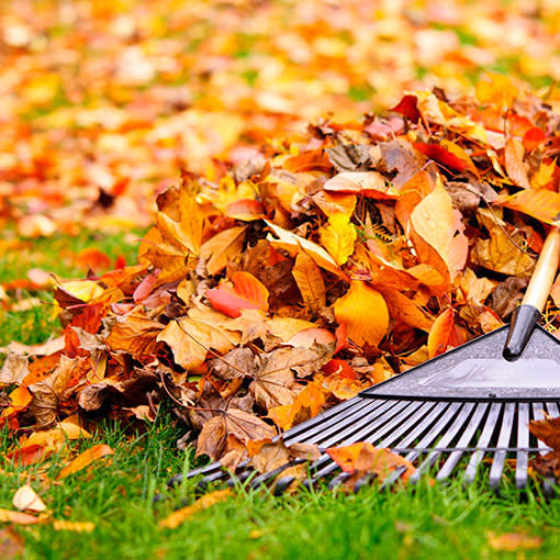 Fall leaf cleanup
