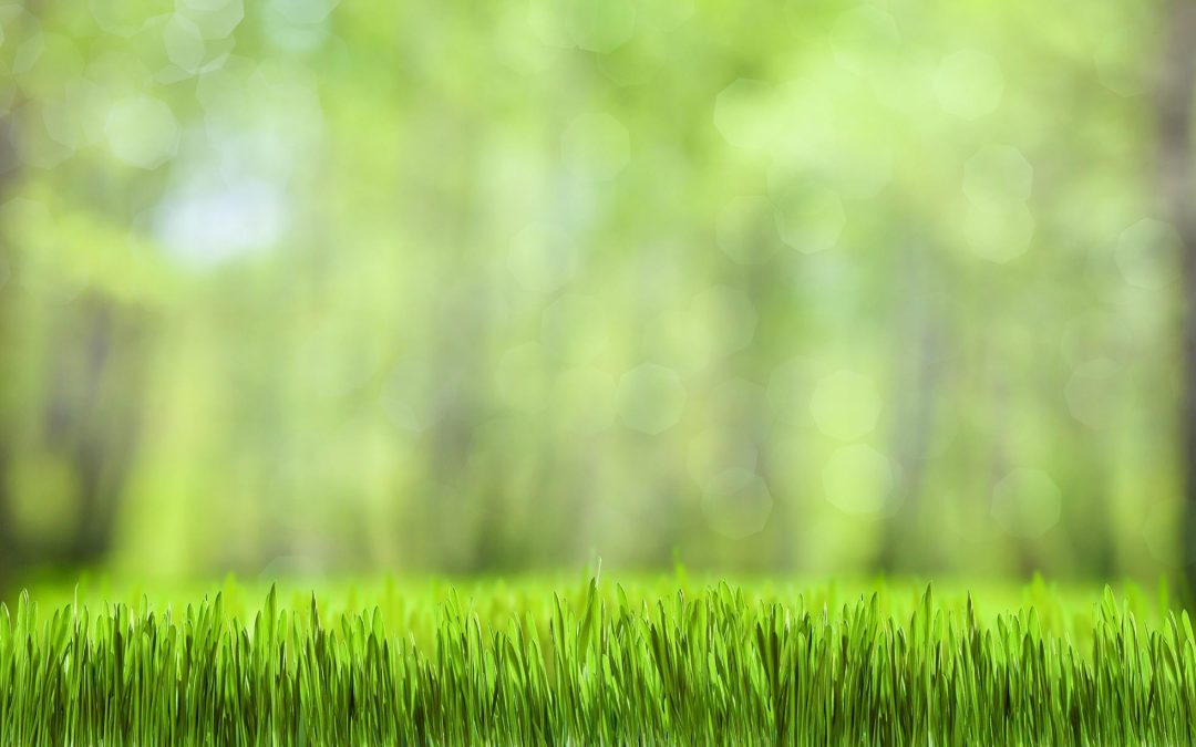 Lawn Aeration and Overseeding