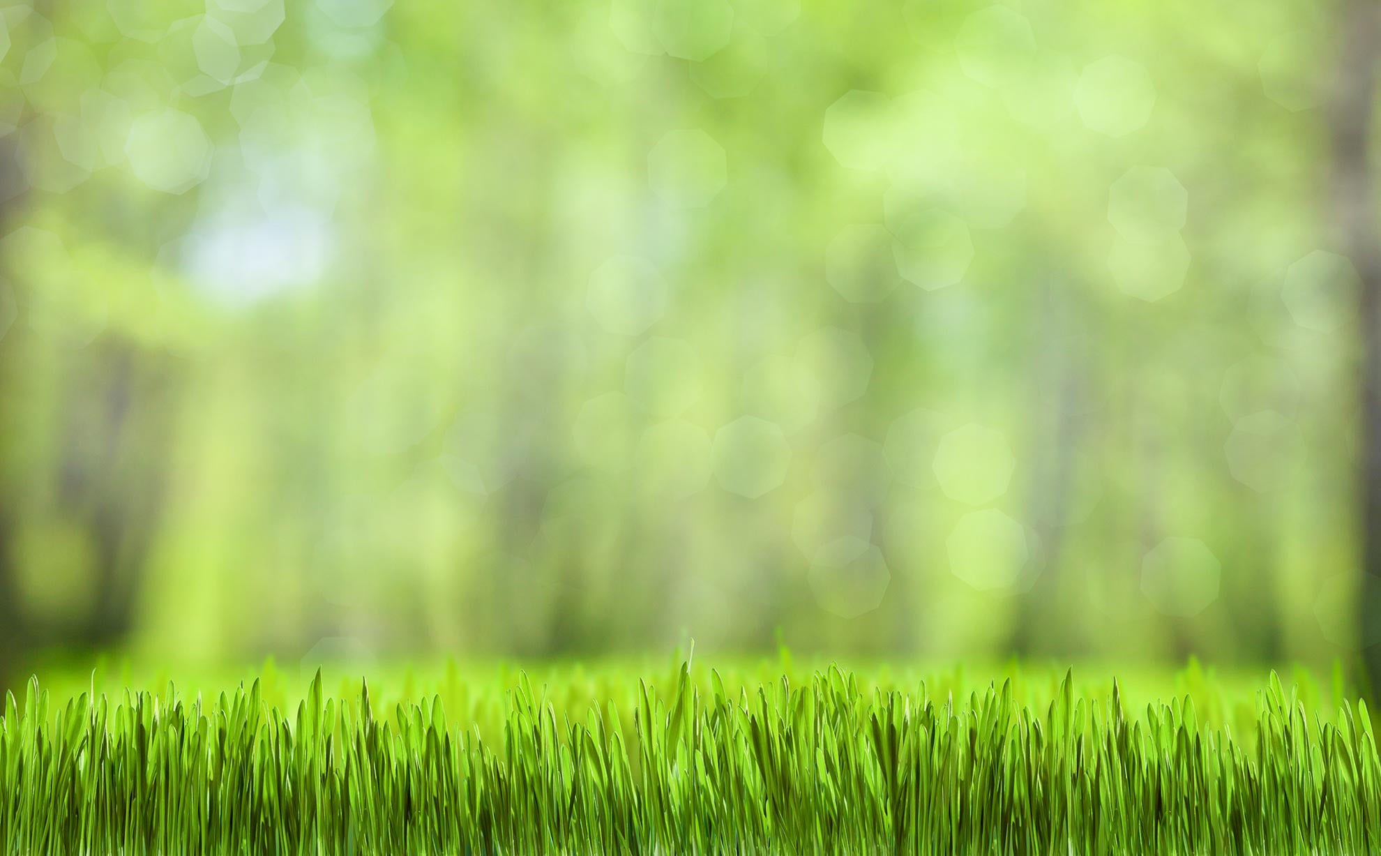 Lawn Aeration and Overseeding